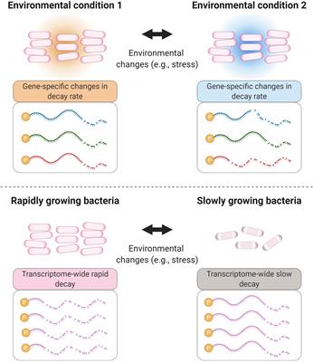 Regulation of mRNA Stability During Bacterial Stress Responses